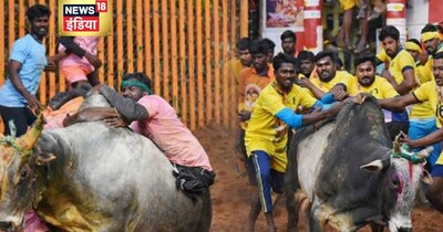 जल्लीकट्टू सांड का खेल 