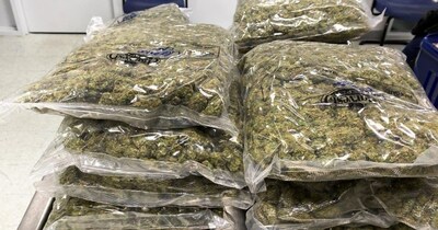 DRI Nabs International Drug Smuggler at Jaipur Airport, Seizes Hydroponic Cannabis Worth Crores