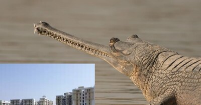 केंद्र सरकार ने राष्ट्रीय चंबल घड़ियाल अभयारण्य की सीमा में बदलाव को दी मंजूरी