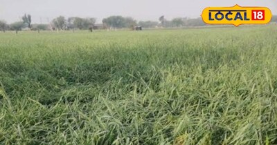 अंबाला में बारिश से फसल तबाह 