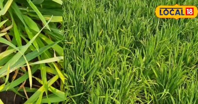 गेहूं खेती टिप्स.