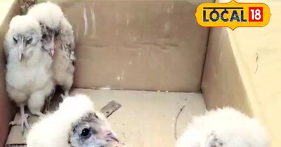 Rare White Barn Owls Discovered in 100-Year-Old Balaghat House Demolition