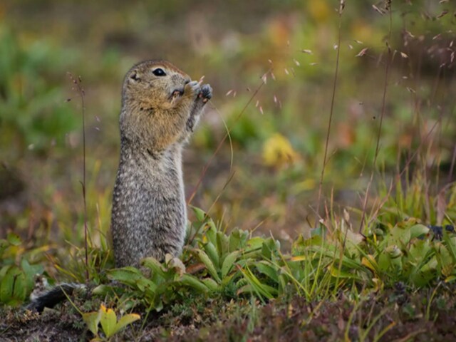दुनिया का वो अनोखा जीव, ठंड में खो देता है याददाश्त!