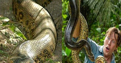 अपनी लंबाई के लिए जानी जाती है हरे रंग की ये खास नस्ल (इमेज- फाइल फोटो) 