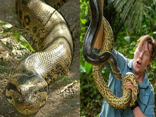 ये है दुनिया की सबसे खूबसूरत सांप, सांपों की रानी है इनका नाम एना जूलिया!