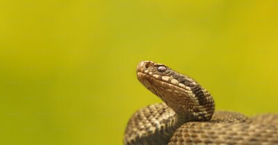 इंग्लैंड में मिले 37 मिलियन साल पुराने सांप के जीवाश्मों को वैज्ञानिकों ने नई प्रजाति पैराडॉक्सोफिडियन रिचार्डोवेनी के रूप में पहचाना. (सांकेतिक फोटो Unsplash)