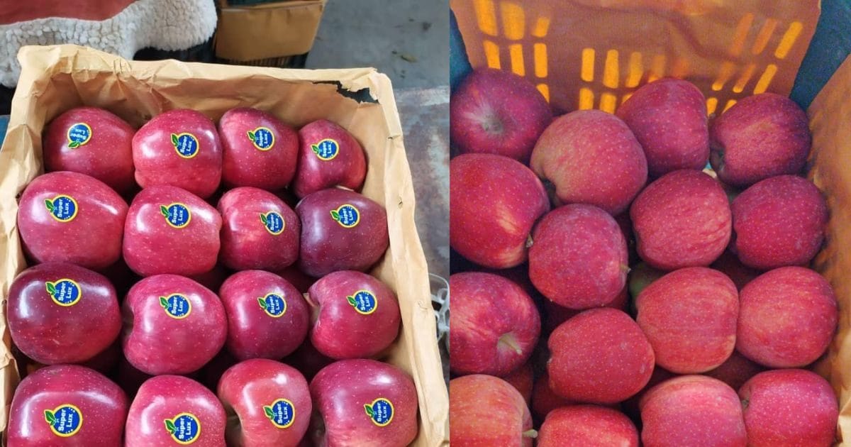 ताज या 1 साल पुराना सेब, आप कौन सा खा रहे हैं? कैसे विदेशी सेब भारतीय मार्केट खराब कर रहा