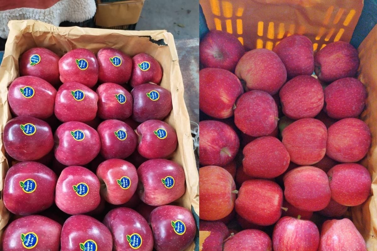 ताज या 1 साल पुराना सेब आप कौन सा खा रहे हैं कैसे विदेशी सेब भारतीय मार्केट खराब कर रहा