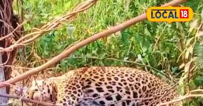 लेपर्ड के बढ़ते मूवमेंट ने उड़ाए ग्रामीणों के होश