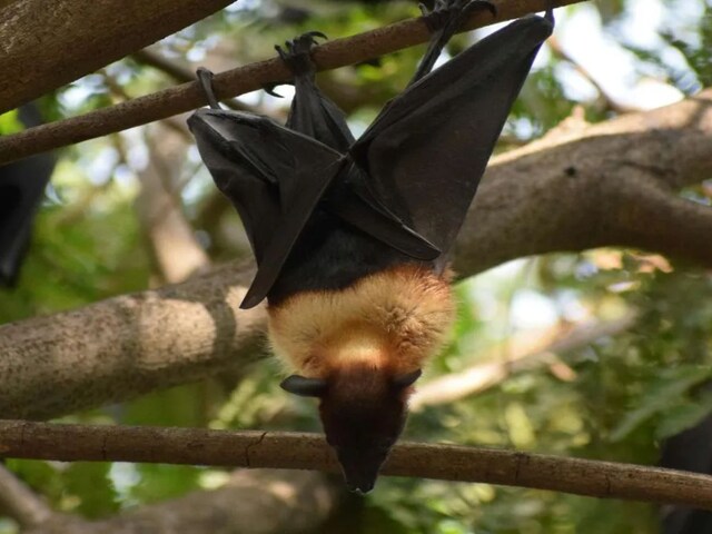 पेड़ों पर उल्टे क्यों लटकते हैं चमगादड़, वजह जानकर हैरान रह जायेंगे आप!