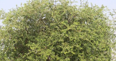 बेर के पौधे के फायदे