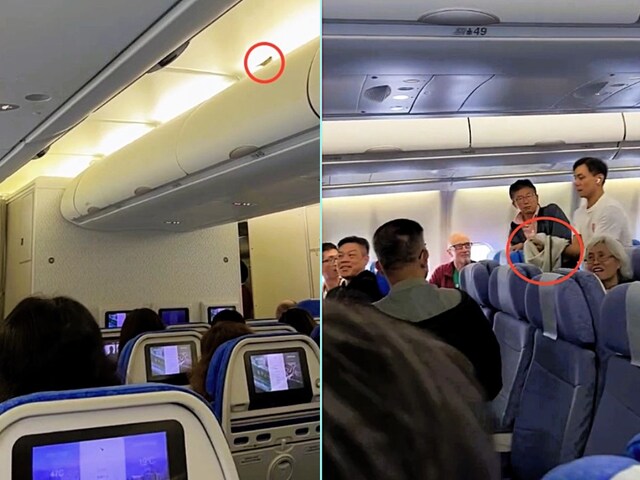 मुफ़्त हवाई यात्रा! छोटे पक्षी ने कैथे पैसिफिक की उड़ान को 50 मिनट तक रोका