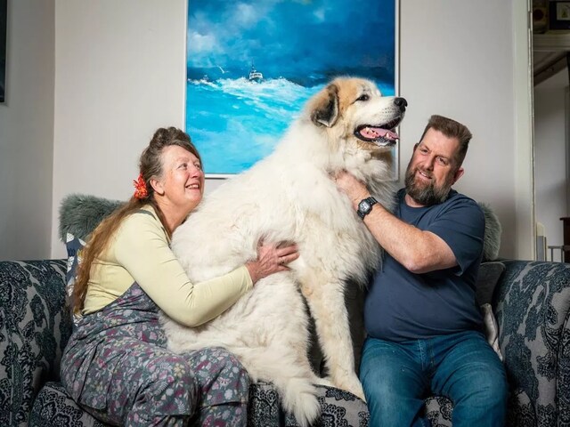 कपल घर लाया 6 फीट लंबा 63 किलो का कुत्ता, रोज खाता है 1 किलो बिस्किट!