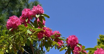 बुरांश के फूल के फायदे. 