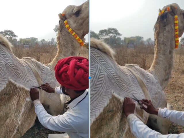 ऊँट को चलती-फिरती ड्राइंग बुक बनाया गया, उसके बाल काटे गए और नक्काशी की गई!