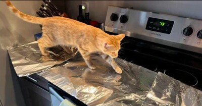 सोशल मीडिया पर वायरल हो रहा है अनोखा ट्रेंड (इमेज- फाइल फोटो) 