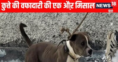 हिमाचल प्रदेश के चंबा में जंगल से दो शवों के साथ रेस्क्यू डॉगी.