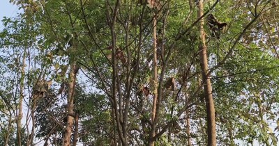 चंदन के पौधे लगाने वाले किसान 77 वर्षीय नुराता राम ठाकुर गांव भाँगला के रहने वाले हैं. 