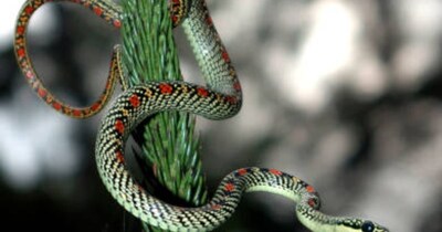 जानिए क्राइसोपेलीया सांप बिना पंख कैसे हवा में उड़ता है. (फोटो Istock)