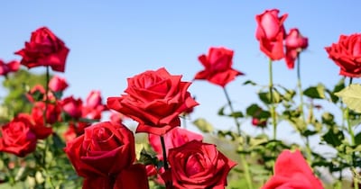 इस शहर में उगने वाले फूलों को पूरे भारत के बाजारों में भेजा जाता है और विदेशों में भी निर्यात किया जाता है.