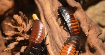 तस्वीर में नजर आ रहे कॉकरोच Madagascar hissing प्रजाति के हैं. इन्हीं को जासूस बनाने की तैयारी चल रही है. (फोटो: Canva)