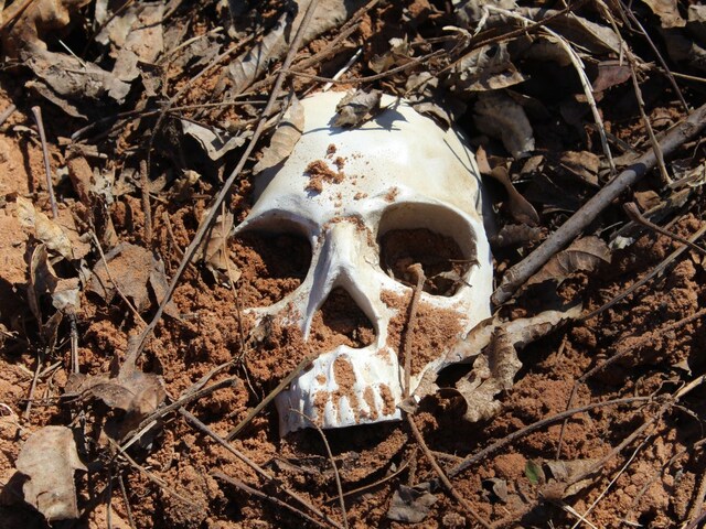 900 साल पुराने चर्च की हो रही थी नीलामी, कपल ने खरीदकर कराया रेनोवेशन, मिले कंकाल!