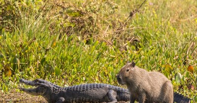 खूंखार मगरमच्छ से भी बचा रहता है ये जीव (इमेज- फाइल फोटो)