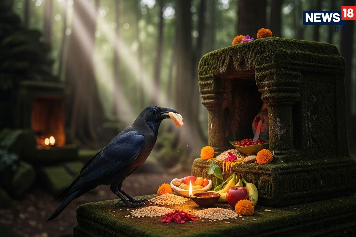 शनिवार को एकबार काले कौवे को खिलाकर देखें ये चीजें, पितृ दोष, शनिदोष समेत हर समस्या से कुछ ही दिन में मिलेगी राहत