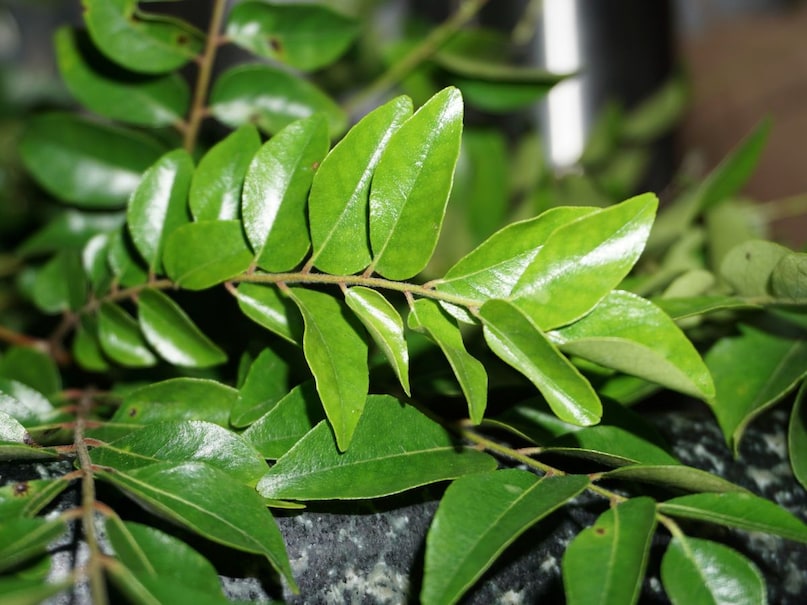 ঔষধি পাতার উপকারিতা, প্রাকৃতিক রোগ প্রতিরোধ ক্ষমতা বৃদ্ধিকারী, আয়ুর্বেদিক স্বাস্থ্য টিপস, পেঁপে পাতার উপকারিতা, ডায়াবেটিসের জন্য নিম পাতা, পেঁপে পাতার স্বাস্থ্য উপকারিতা, নিম পাতার ঔষধি ব্যবহার, পিপল গাছের স্বাস্থ্য উপকারিতা, কারি পাতার স্বাস্থ্যের জন্য উপকারিতা, বাড়িতে ঔষধি গাছ জন্মাতে