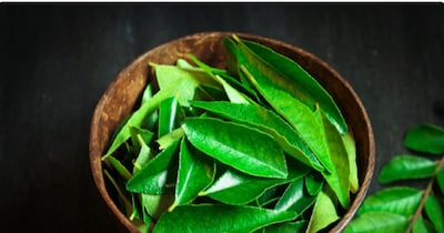 करी पत्ता के फायदे.