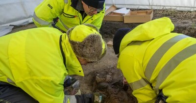 नॉर्वे में मिली 1200 साल पुरानी वाइकिंग कब्र, 'खजाने' संग महिला दफन, रहस्यमयी रस्म ने चौंकाया.