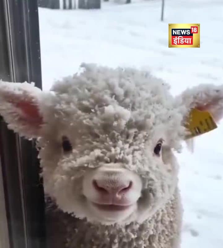 इतना क्यूट बेबी कि नजरें हटेंगी ही नहीं… चेहरे पर खुद-ब-खुद आ जाएगी मुस्कान वीडियो देख सारी थकान कम