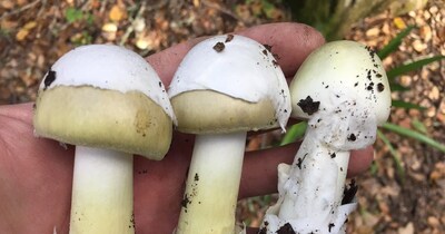 मार्केट में बिक रहा है जहरीला मशरूम (इमेज- फाइल फोटो) 