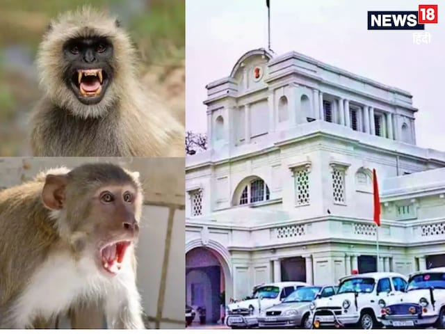 लंगूर की आवाज निकाल सकते हैं? तो सरकारी नौकरी पक्की लंगूर की आवाज निकाल सकते हैं? तो सरकारी नौकरी पक्की