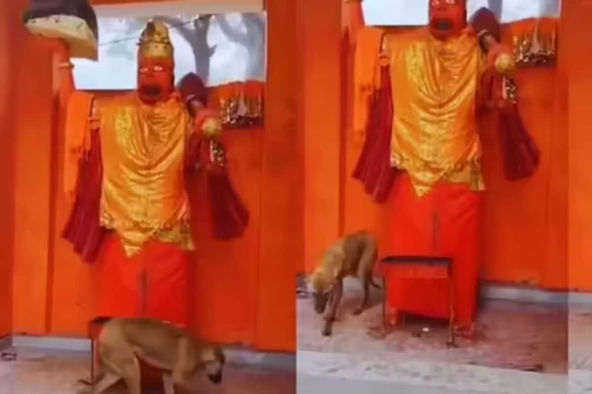 बिजनौर में एक कुत्ता 72 घंटे से लगा रहा हनुमान की परिक्रमा साइंस क्या मानती है इसे दुनिया में कई जगह हुआ है ऐसा