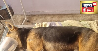 भोपाल में दिल दहला देने वाली वारदात: 5 स्ट्रीट डॉग्स को जहर देकर मारा, 4 की मौत