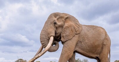 फाइल फोटो (AP)