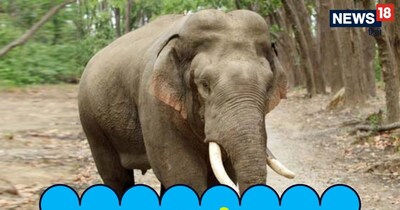 झारखंड में गजराज का आतंक: 17 मौतें, वन विभाग बेकाबू हाथी से जूझ रहा.