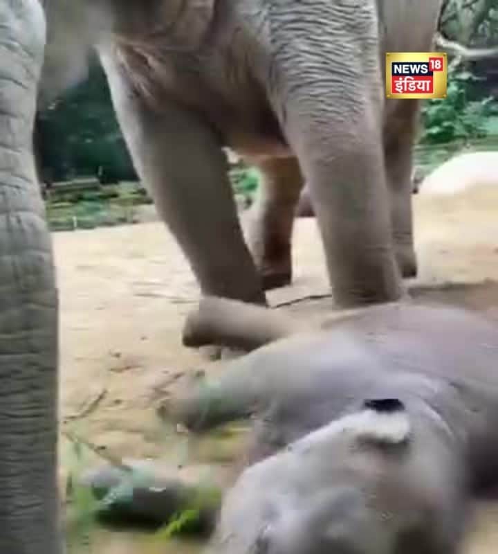 VIDEO: अरे मम्मी! खेलने दो मुझे…6 महीने का हाथी बच्चा कर रहा है मस्ती का धमाल!