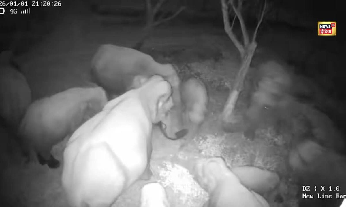 VIDEO: चाय के बागान में हाथियों की पार्टीवन अधिकारियों ने कहा- ‘पार्टी ओवर जंगल वापस