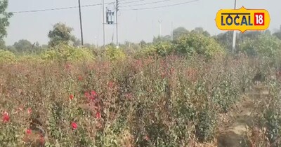 फूलों की खेती.