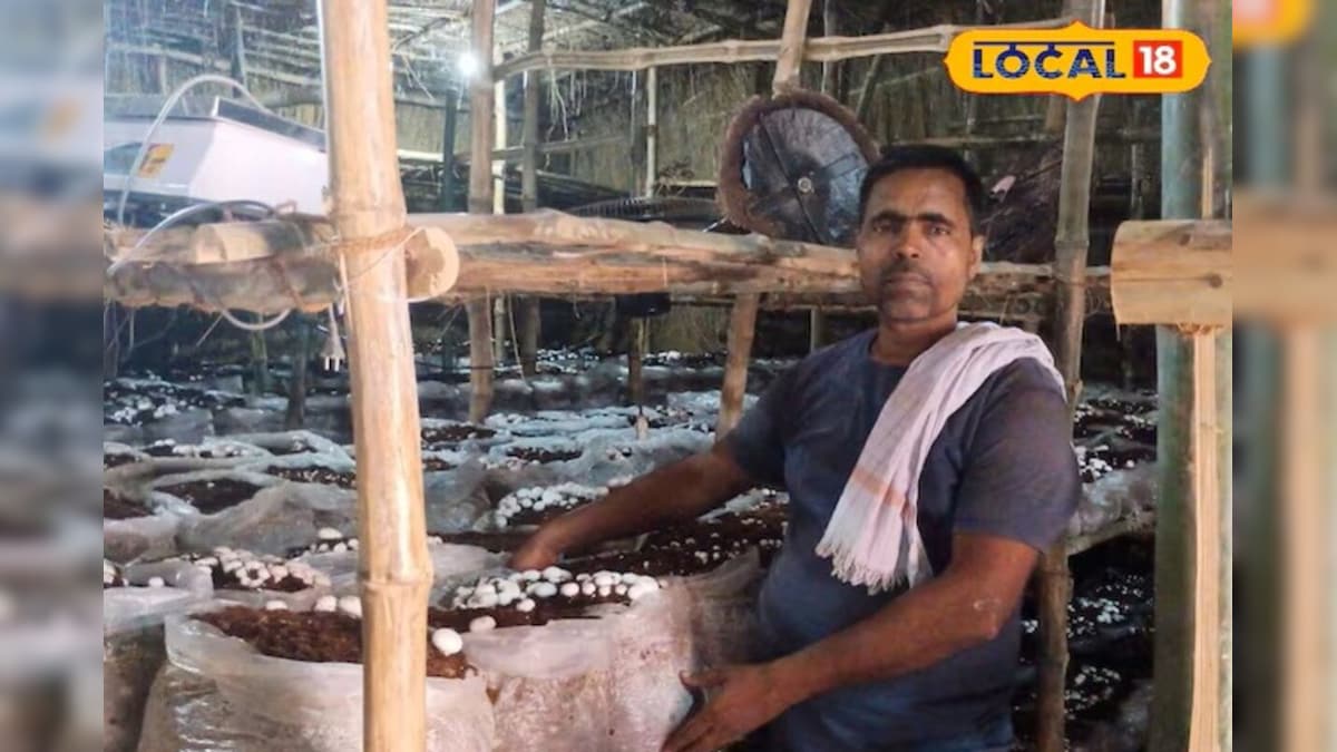 Video: झोपड़ी बनी नोट छापने वाली मशीन! 20 दिन में 1.80 लाख की कमाई, जानें मशरूम से कमाई का 'जादुई' फॉर्मूला