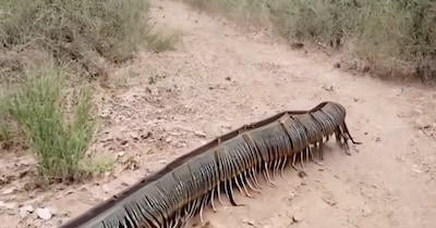 इंसानों से भी बड़े थे ये कनखजूरे (इमेज- फाइल फोटो)