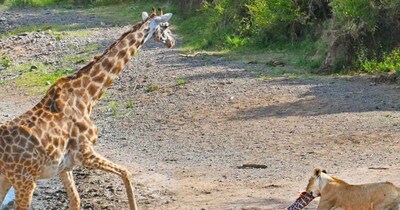 Maasai Mara Tragedy: Mother Giraffe Fights Lioness to Save Calf, Heartbreaking End