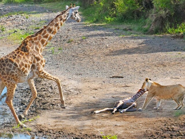 शेरनी ने किया जिराफ के बच्चे पर हमला, बचाने के लिए भिड़ी मां, अंत रुला देगा!