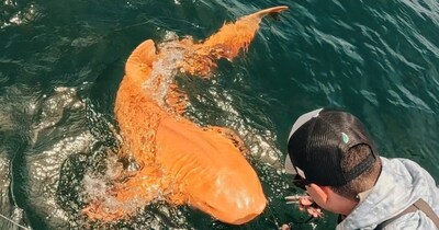 Scientists Stunned by 'Golden Shark' Discovery Off Costa Rica: Rare Condition Revealed