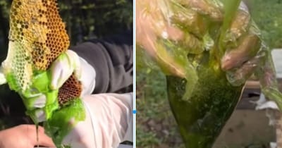 प्रकृति का एक अनोखा तोहफा है ये हरा शहद (इमेज- फाइल फोटो)