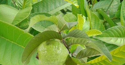 अमरूद के फायदे. 