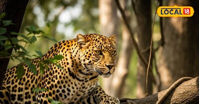 पहाड़ों में बढ़ रहे गुलदार के हमले 