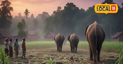 हाथियों के झुंड से किसानों को मिली राहत.